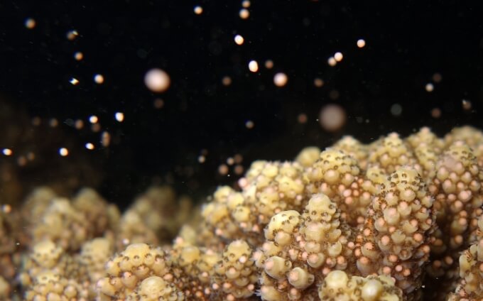 環境 美しい海の未来へ