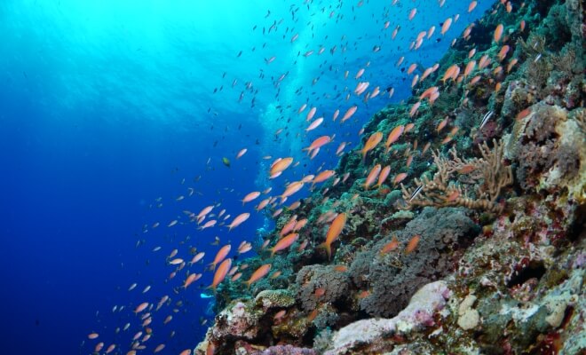 【ボート体験ダイビング2ダイブ】ウミガメに高確率で出会える瀬底島！ サンゴ礁＆熱帯魚と泳ぐ贅沢体験♪