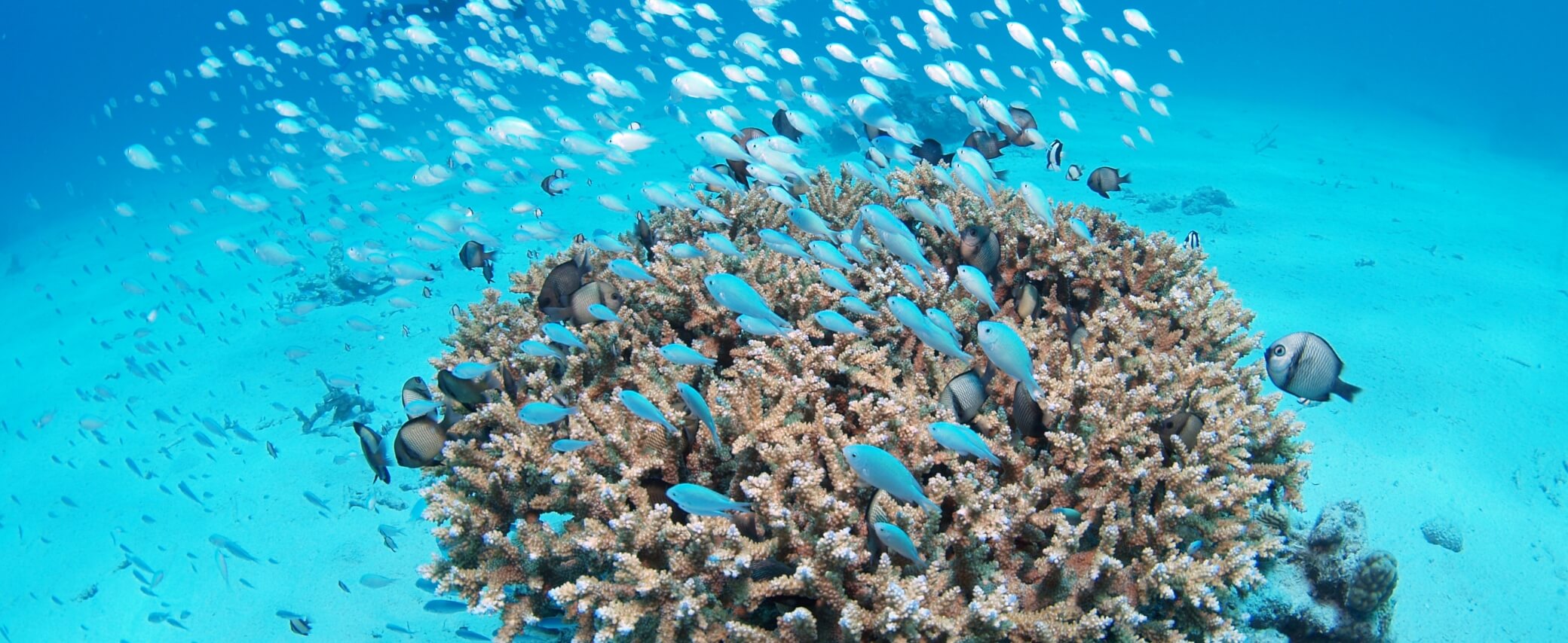 沖縄本島・南部のダイビング旅行情報 那覇・糸満・南城
