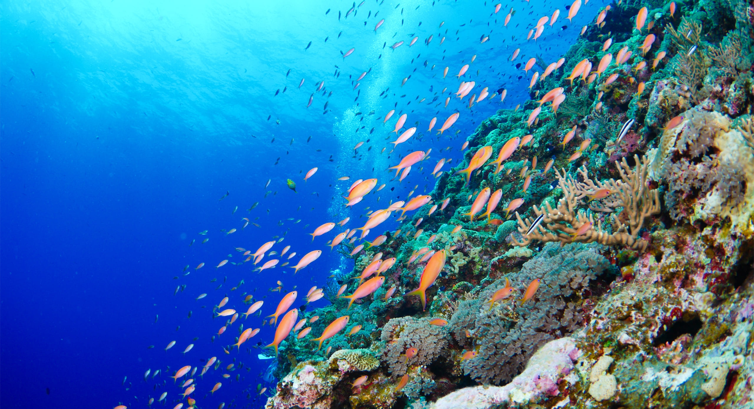 沖縄の海の魅力をご紹介 そこには、まだ知らない、沖縄がある。